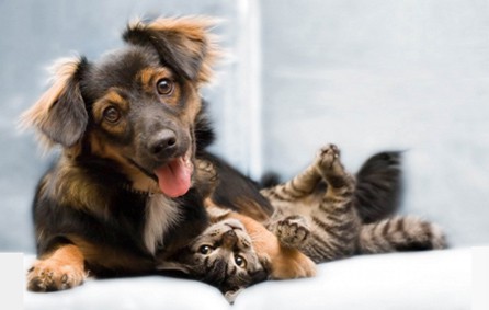 A photo of a dog and a cat cuddling, linking to a collection of healing magnet collars for pets